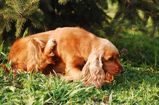 3 Dog Safe Plants That Repel Mosquitoes | NoMosquitoes